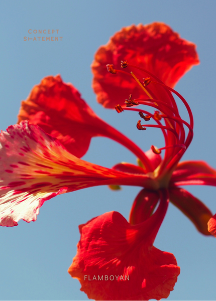 Flor di Flamboyan Boneiru